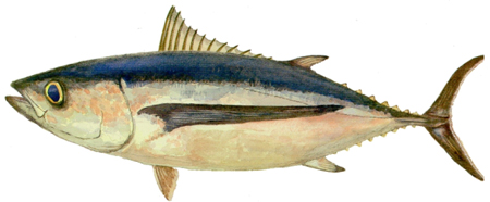 North Pacific Albacore Tuna