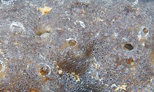 Compound Sea Squirt