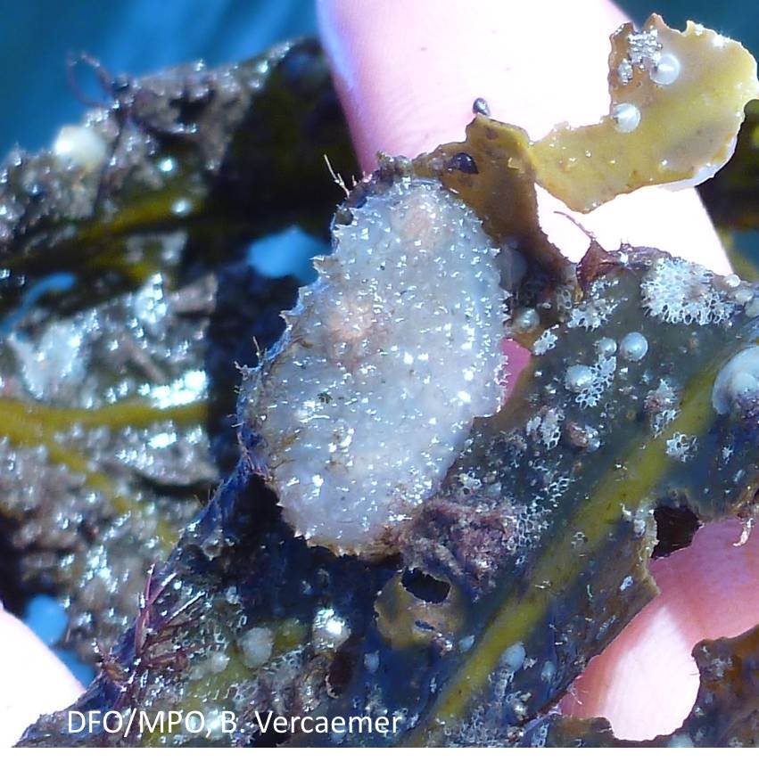 European sea squirt is a tall solitary tunicate that is often found in dense unfused aggregations.