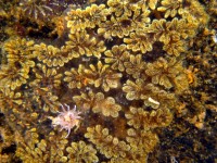 Golden Star Tunicate