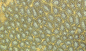 Golden star tunicate