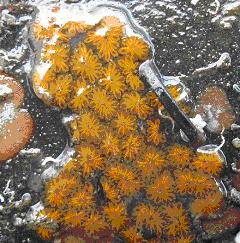 Golden Star Tunicate