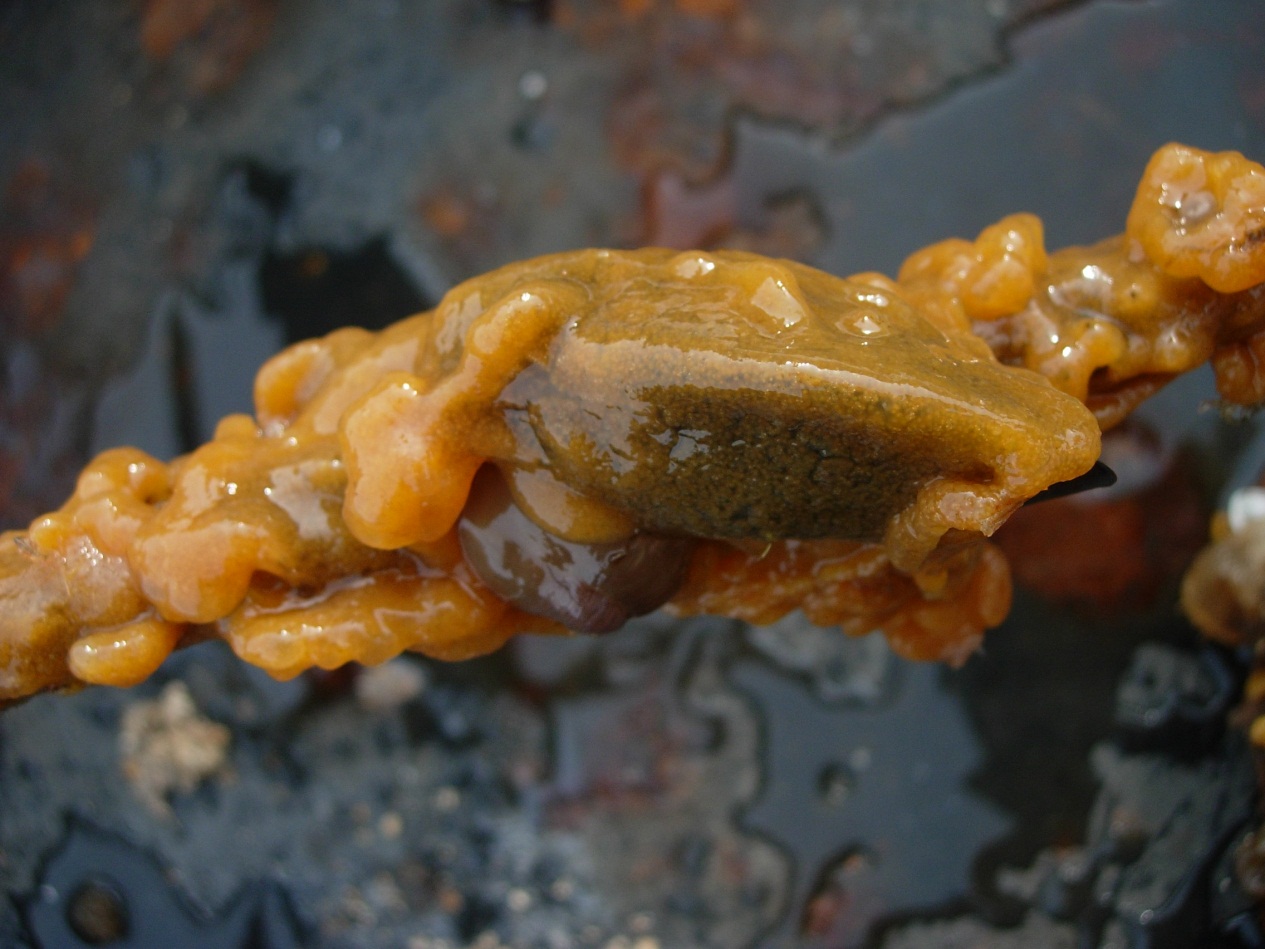 Pancake Batter Tunicate. Also called: Didemnum, colonial tunicate, sea squirt, ascidian, the blob.