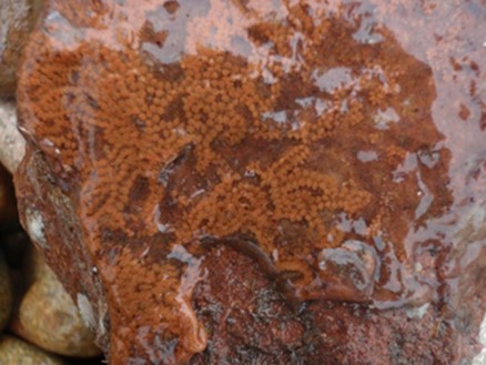 Violet Tunicate