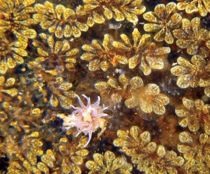 Golden star tunicate growing on articial surfaces. Photo credit: Ocean Sciences Centre, MUN.