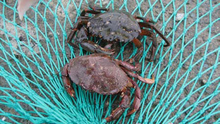 European Green Crab (Top) and native Rock Crab (bottom)