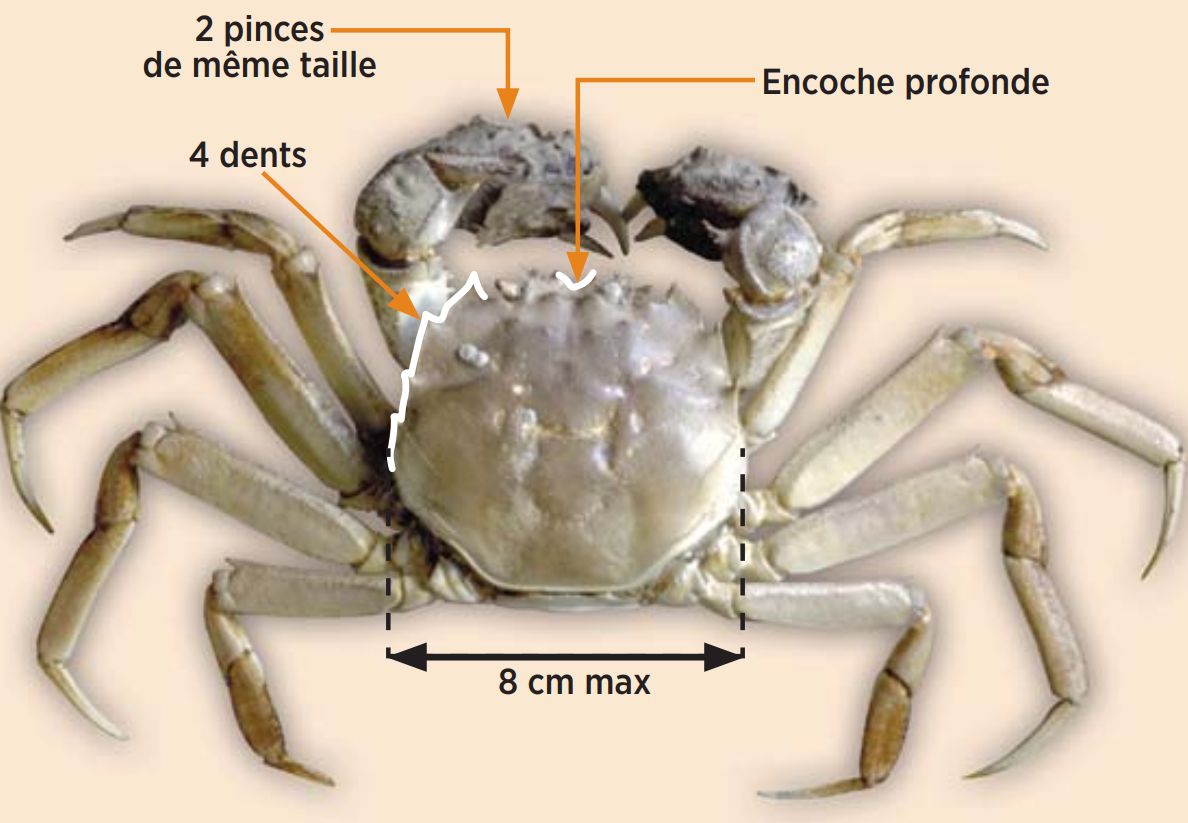 Crabe à mitaines en vue dorsale