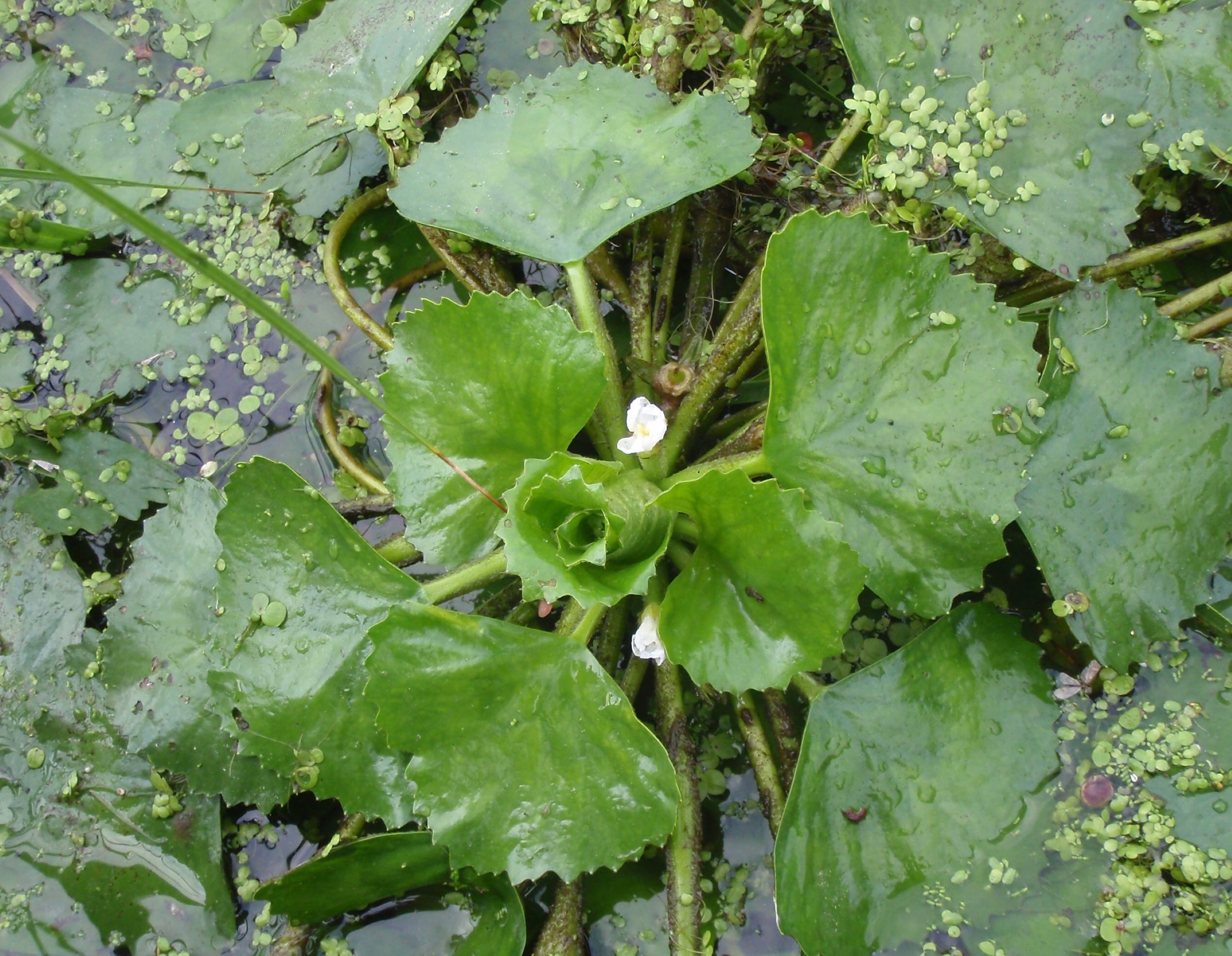 Rosette de châtaigne d'eau en fleur. Crédit photo : Ministère de l'Environnement, de la Lutte contre les changements climatiques, de la Faune et des Parcs du Québec.
