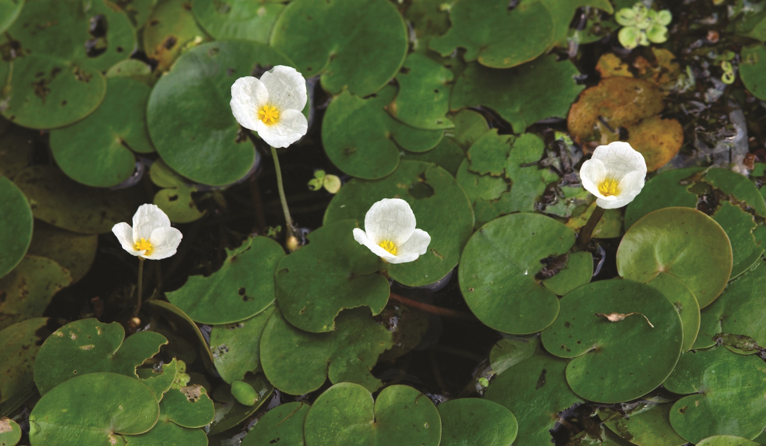 Hydrocharide grenouillette en fleur à la surface d'un plan d'eau. Crédit photo : Michigan Sea Grant.