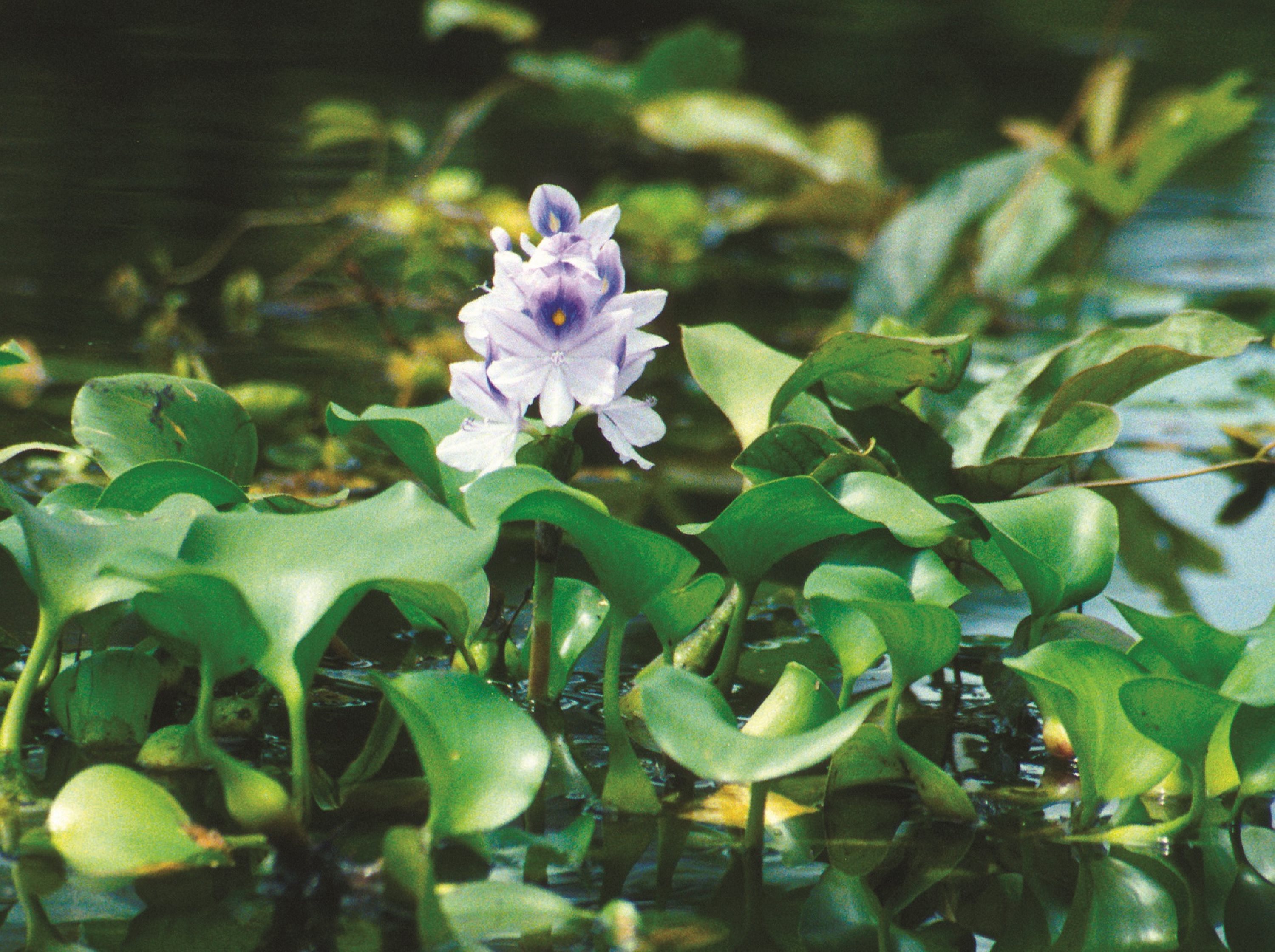 Jacinthe d'eau en fleur à la surface d'un plan d'eau. Crédit photo : Ted D. Center USDA Agricultural Research Service Bugwood.org.