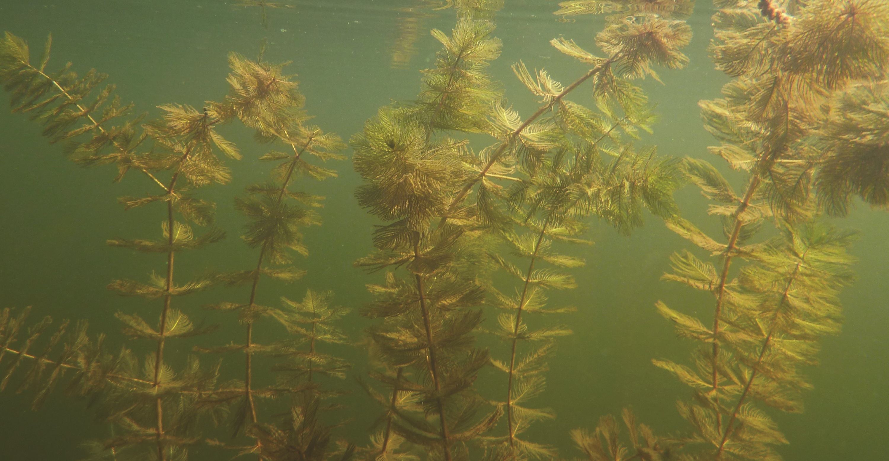 Plants de myriophylle à épis submergés