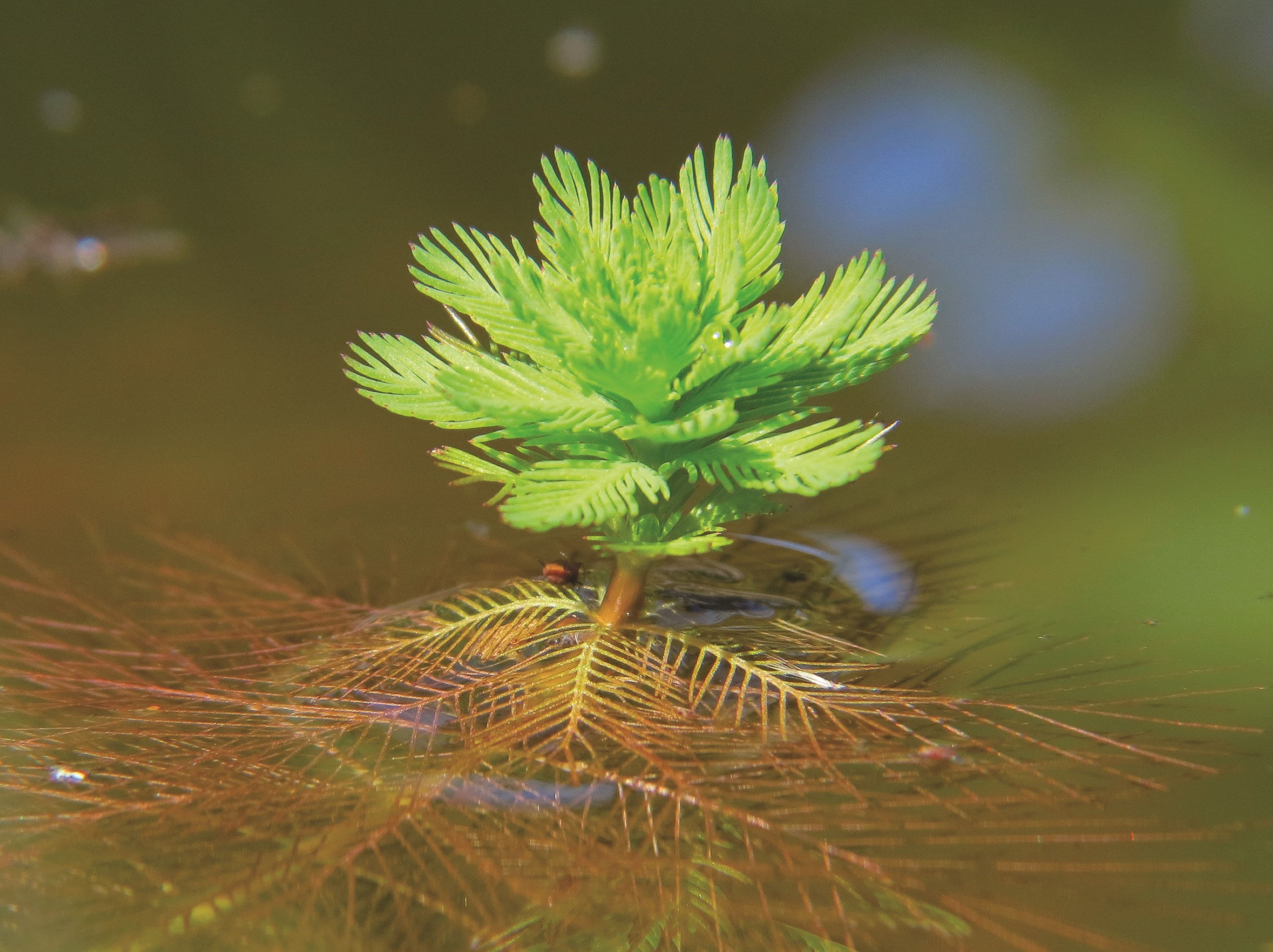 Partie émergée d'une tige de myriophylle aquatique qui ressemble à un petit conifère.
