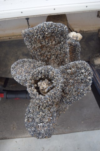 Invasive mussels on a native mussel and on a boat propeller