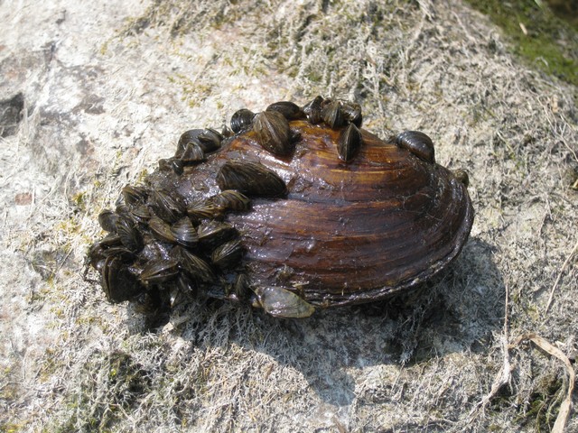 Invasive mussels on a native mussel and on a boat propeller