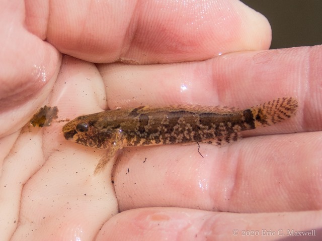 Western Tubenose Goby, similar species of Round Goby