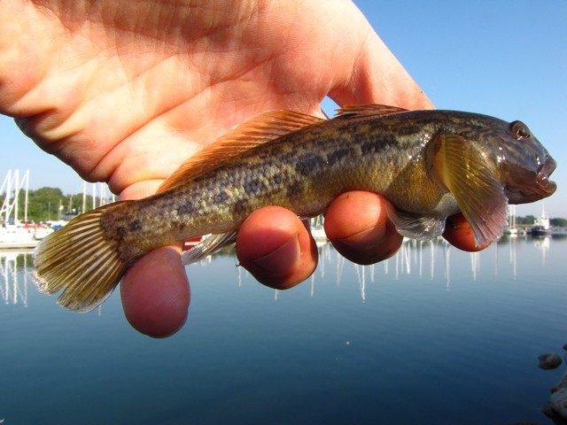 Round Goby