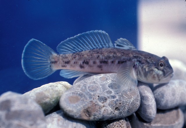 Round Goby