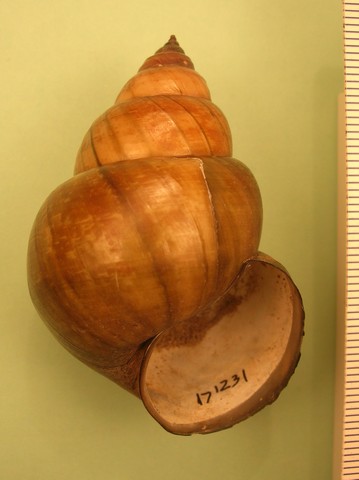 Cipangopaludina japonica, similar species of Chinese Mystery Snail and Banded Mystery Snail 