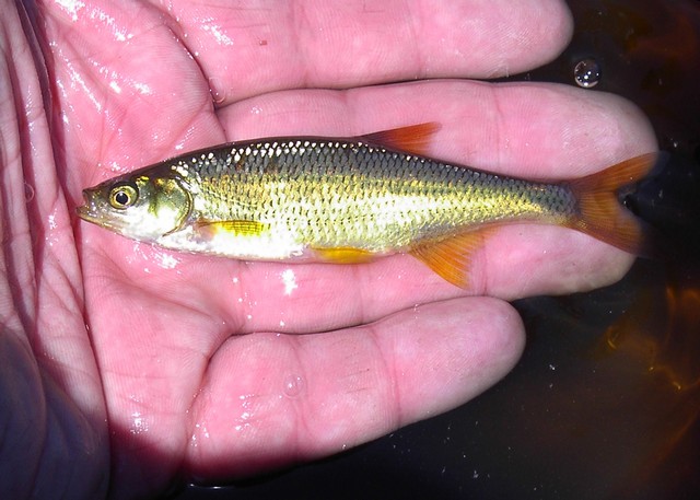 Golden shiner