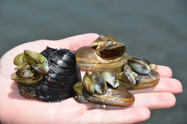 Invasive mussels on native mussels, similar species of Zebra and Quagga mussels
