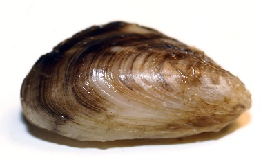 Quagga Mussel