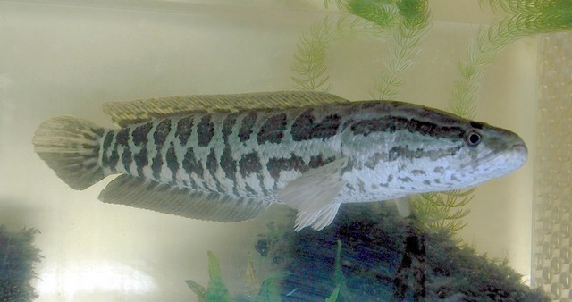 Poisson à tête de serpent 