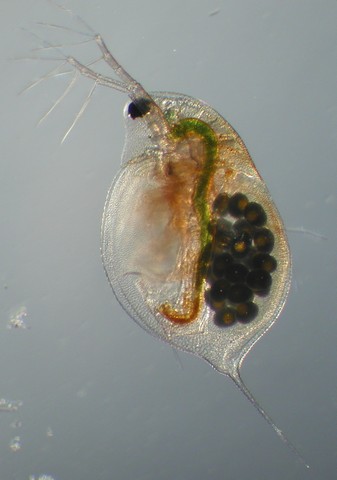 Spiny Water Flea and Fishhook Water Flea