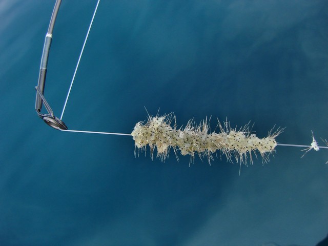 Cladocères épineux sur une ligne de pêche près de l’extrémité d’une canne à pêche pour illustrer les impacts possibles sur les pêches sportives