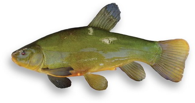 Tench