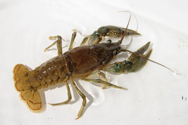 Virile Crayfish