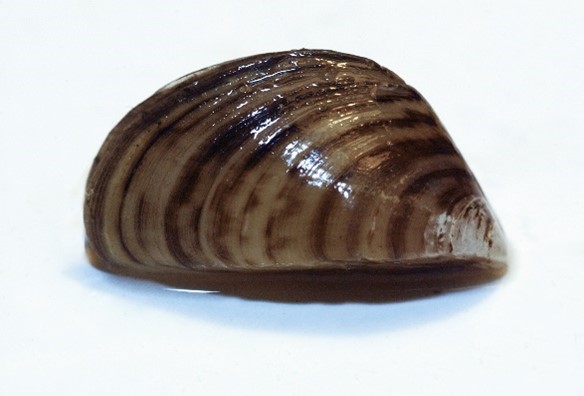 Moule zébrée