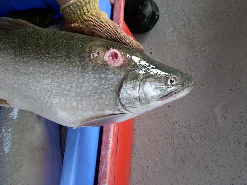 A wound left on a Lake trout by a Sea Lamprey. Photo credit: Fisheries and Oceans Canada.
