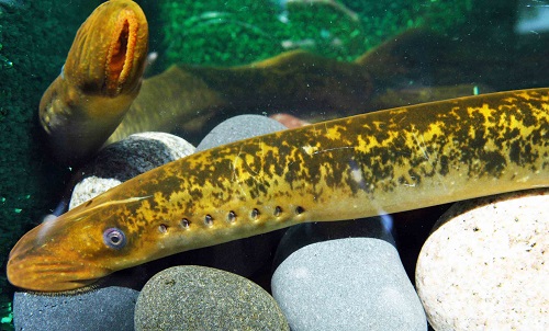 Sea lamprey. Photo credit: Great lakes Fishery Commission.