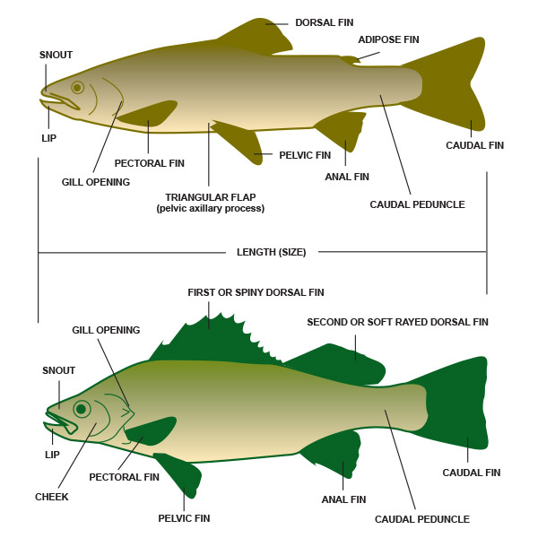 Anatomical key - This anatomical key demonstrates all of the fish characteristics referred to in this publication.