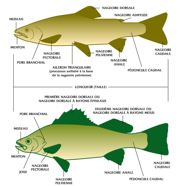Cette clé de l'anatomie présente toutes les caractéristiques des poissons figurant dans cette publication.