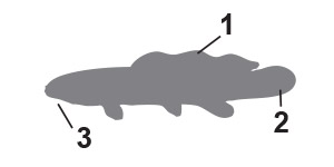 Bowfins pictorial key