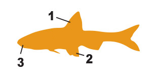 Carps and minnows pictorial key