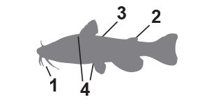 North American catfishes pictorial key