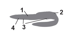 Freshwater eels pictorial key