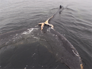 Baleine libérée d'un engin de pêche