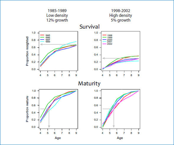 Figure 4: Cumulative proportion of branded female seals resighted on Sable Island between ages 4 and 9 (Survival, first row) and cumulative proportion of resighted females that were seen pregnant or with pup (Maturity, second row) plotted by cohort. The cohorts branded between 1985 and 1989, when the population was at low density and had a high population growth rate are in the first column, and the cohorts branded between 1998 and 2002, when the population density was higher and the growth rate had slowed to 4 to 5% in the second column.