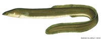 The American Eel