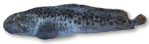 spotted wolffish
