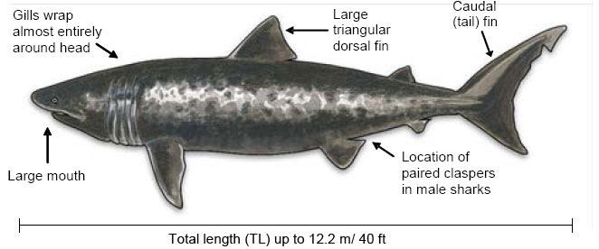 Diagram of a Basking Shark
