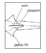 Diagram of the ventral side of a shark