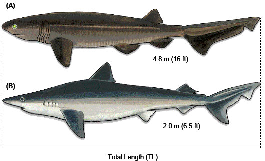 Diagrams of a Bluntnose Sixgill Shark and Tope Shark