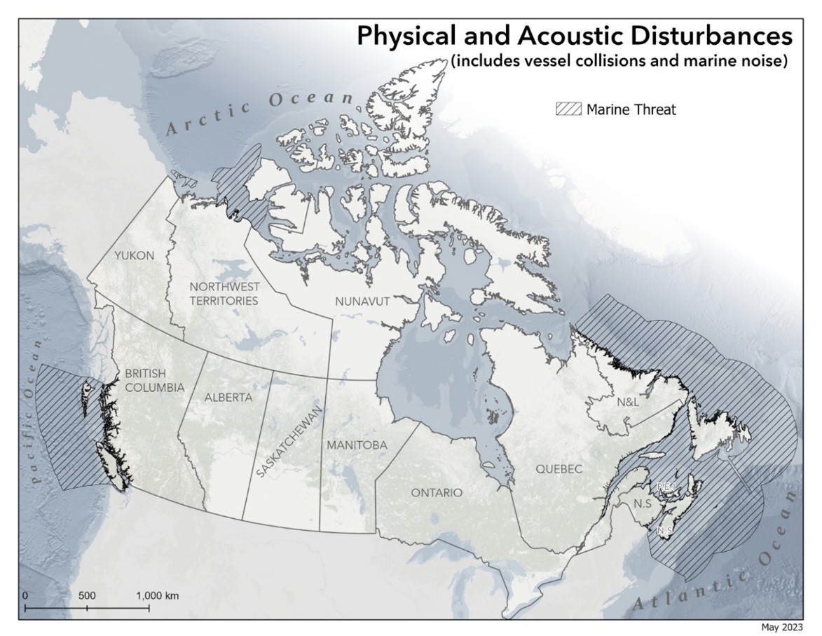 Physical and acoustic disturbance (includes vessel collisions and marine noise)