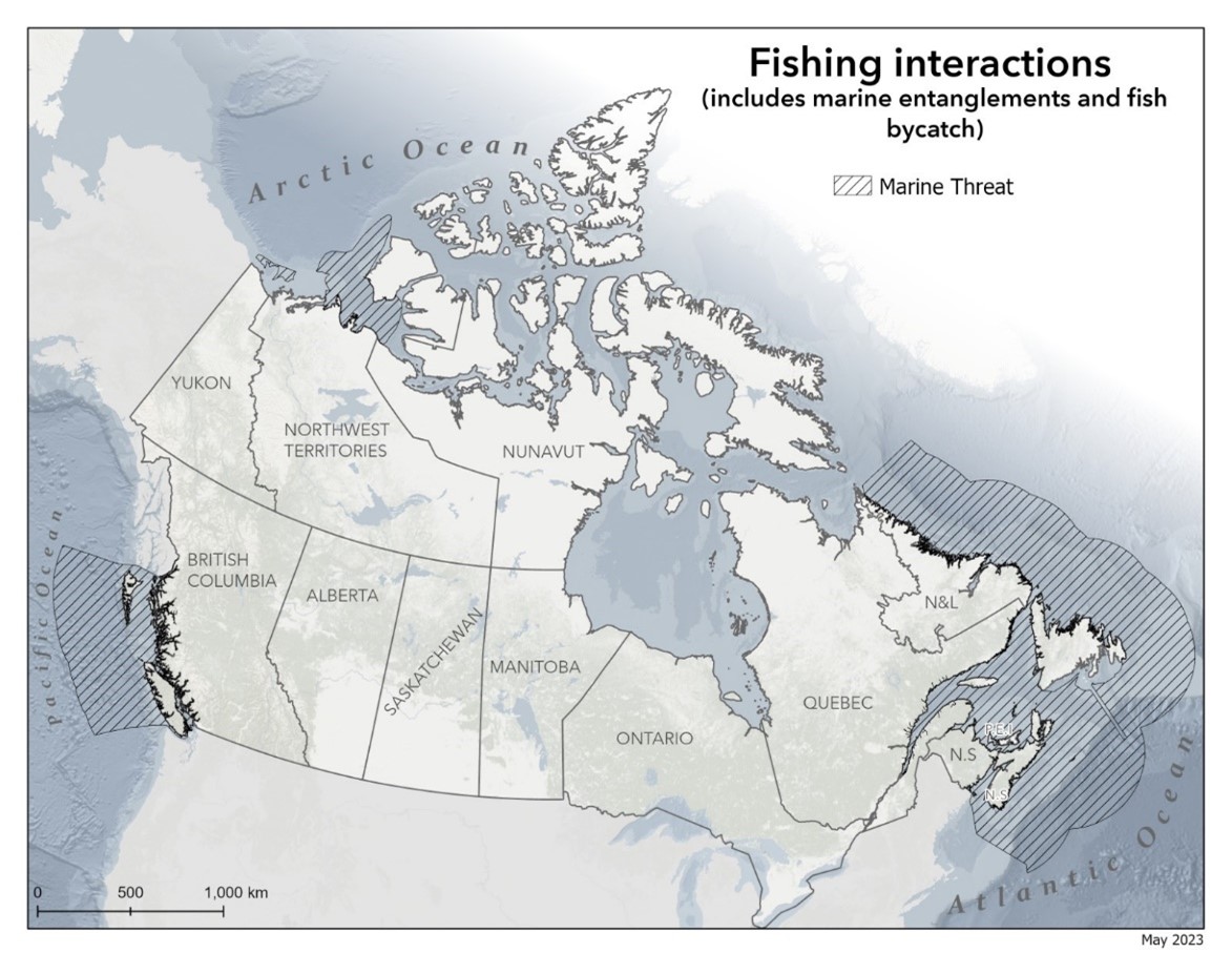 Fishing interactions (includes entanglement and bycatch of aquatic species at risk)