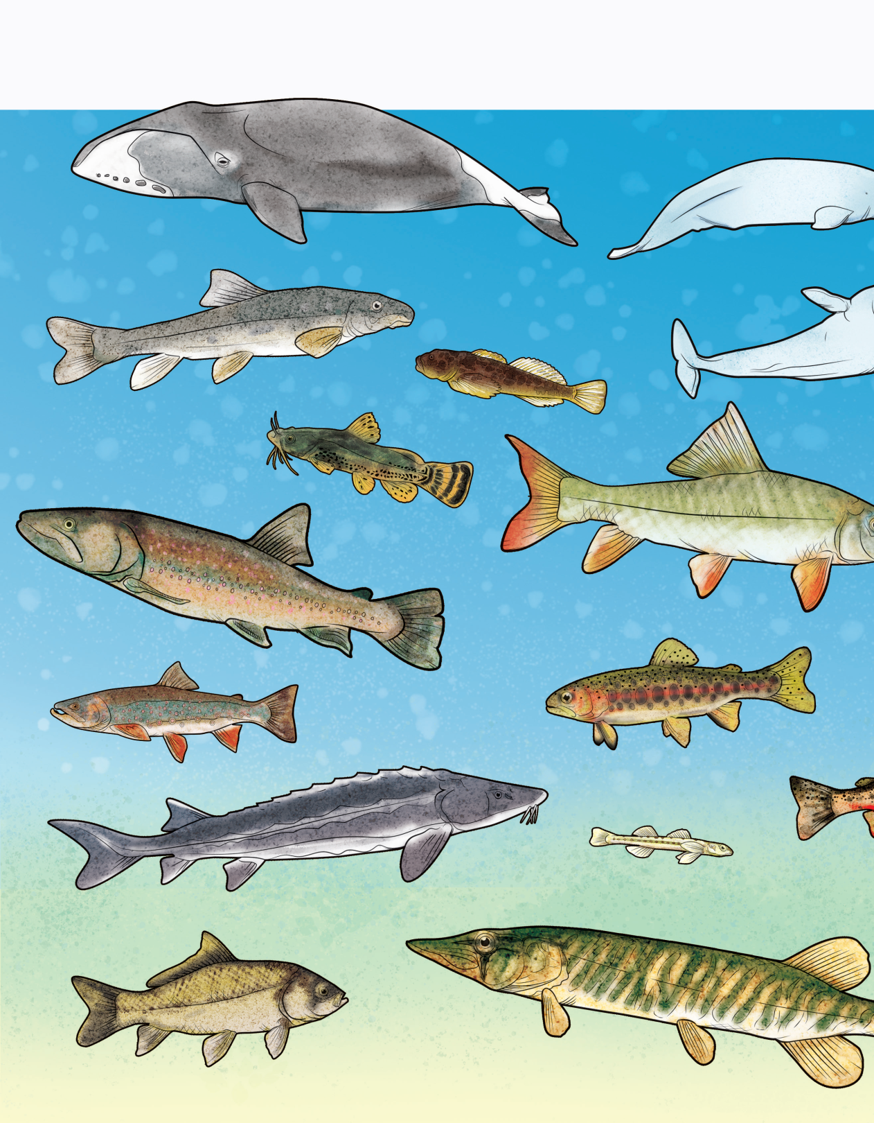 Illustration of fifteen species at risk featured in the colouring book swimming among a water column.