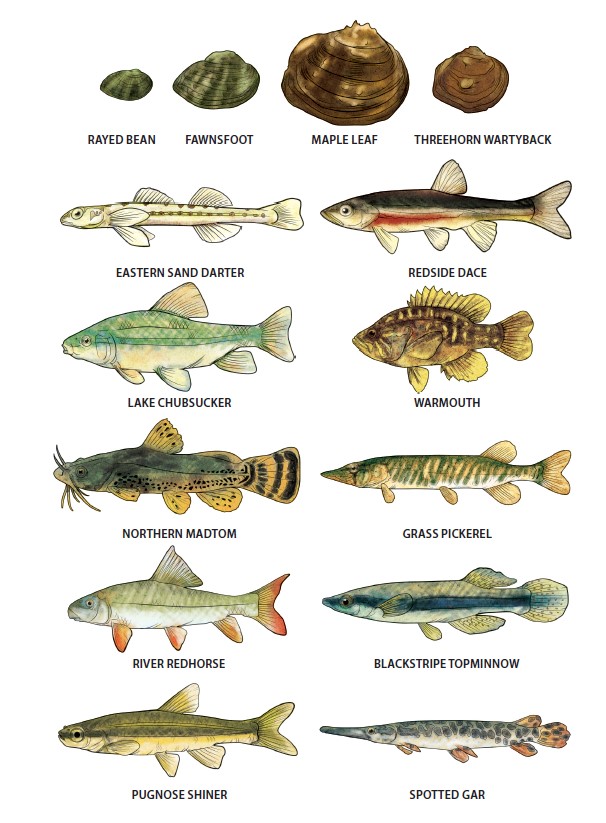 Illustration of species at risk mussels and fishes featured in the colouring book and ten fishes at risk.